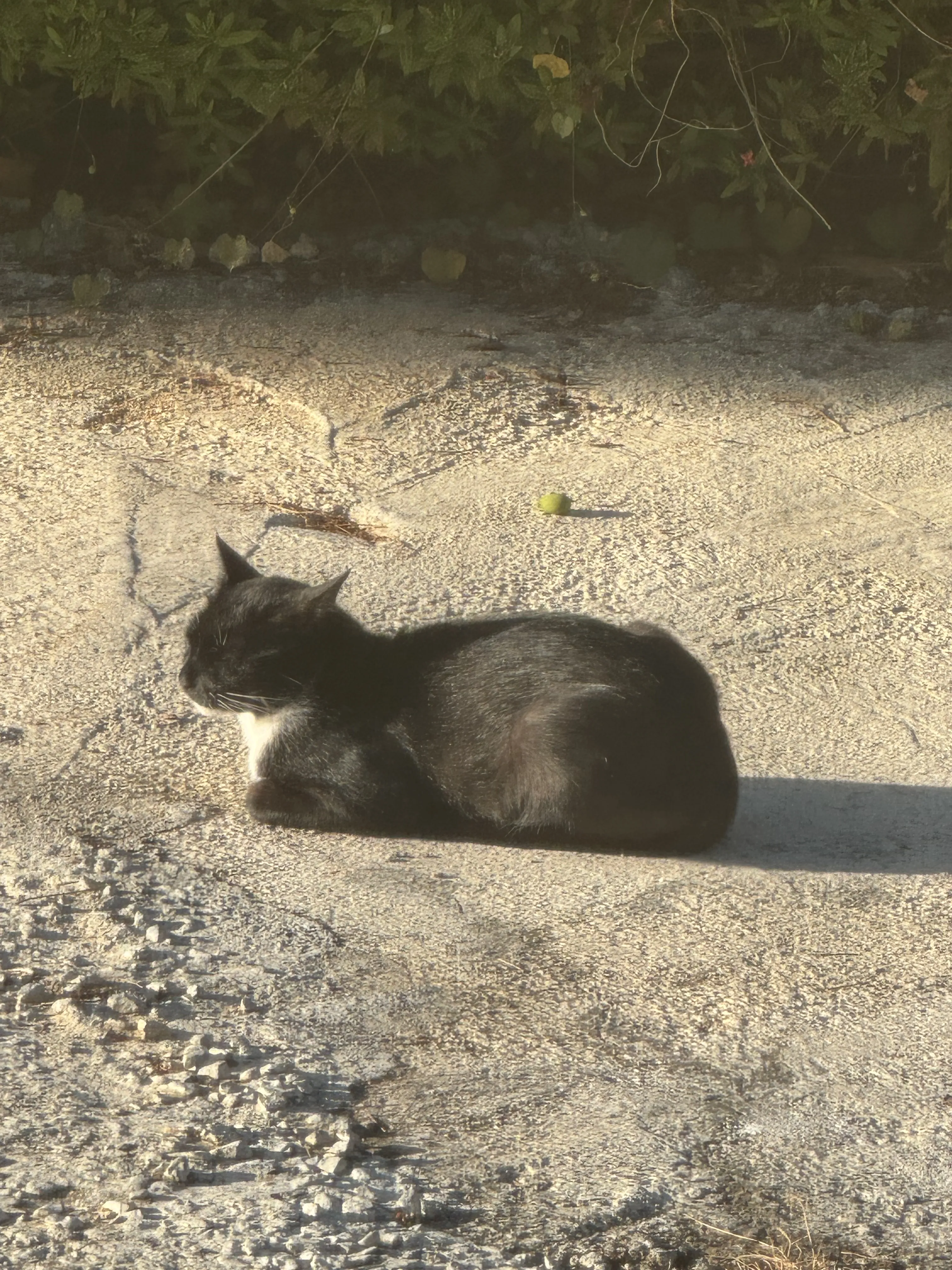 George getting head scratches